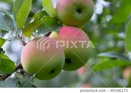 Several ripe green-red apples on an apple tree branch 90386175