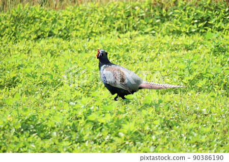 pheasant  90386190