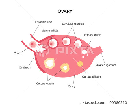 Ovary anatomy poster 90386210
