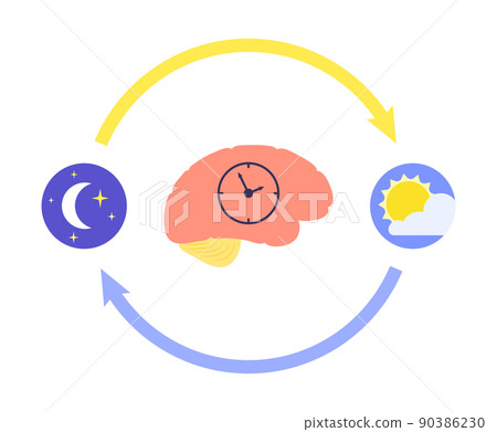 Sleep wake cycle 90386230