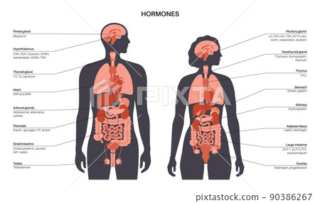 Hormones in human body 90386267