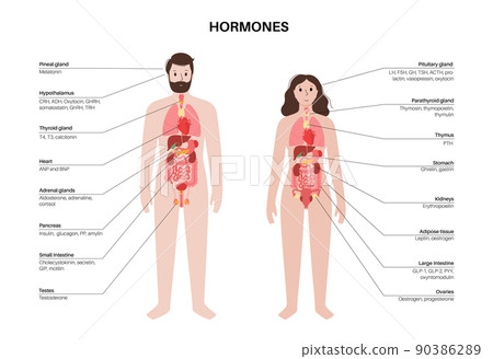 Hormones in human body 90386289