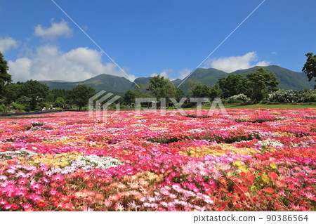 Kuju Mountain Range and Livingstone Daisy Field 90386564