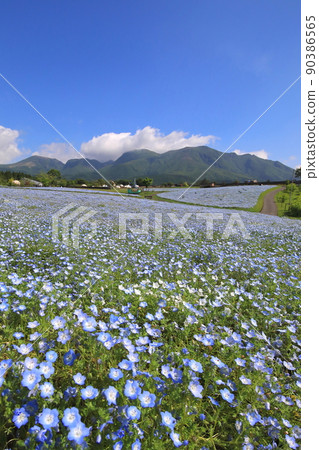 Kuju Mountain Range and Nemophila Field 90386565