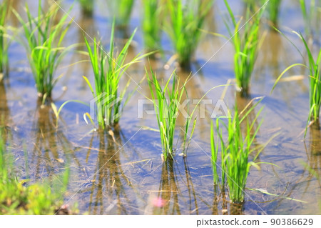 Rice field image 90386629