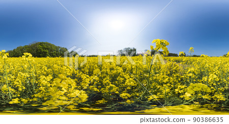 北海道安平鎮油菜花田(360°VR素材) 北海道安平鎮油菜花田(360°VR素材) 90386635