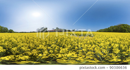 北海道安平鎮油菜花田（360°VR素材） 90386636