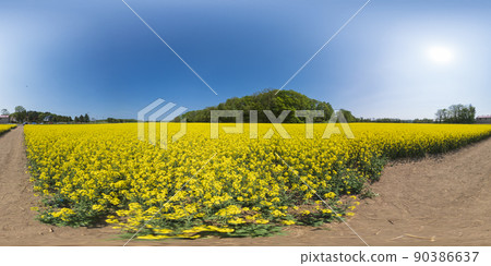 北海道安平鎮油菜花田(360°VR素材) 北海道安平鎮油菜花田(360°VR素材) 90386637