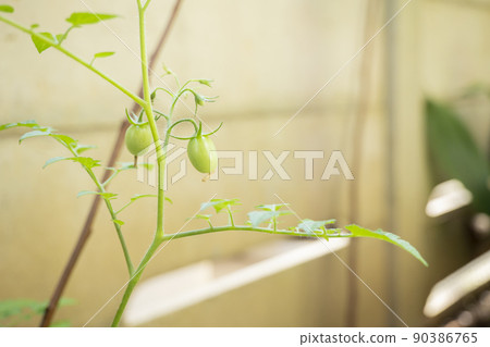Home garden harvest garden mini tomato planter petit tomato red farm rental farm tourist farm sapling Home garden harvest garden mini tomato planter petit tomato red farm rental farm tourist farm sapling 90386765