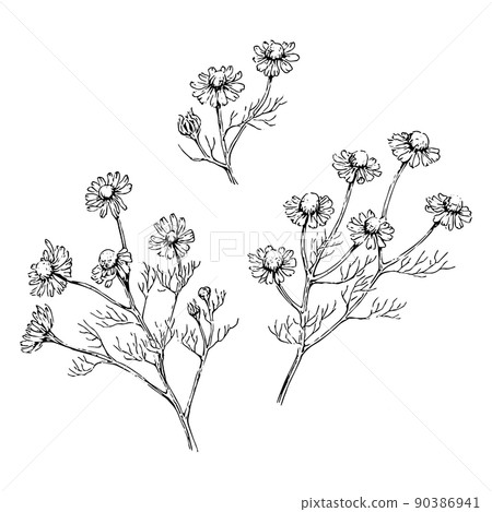 洋甘菊手繪插圖集 洋甘菊手繪插圖集 90386941