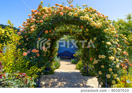 玫瑰拱門和藍色長凳 90387010