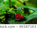 美麗的花園 90387163