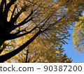 Autumn leaves colored yellow 90387200