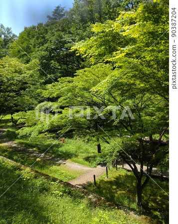 Fresh green shining forest park Fresh green shining forest park 90387204