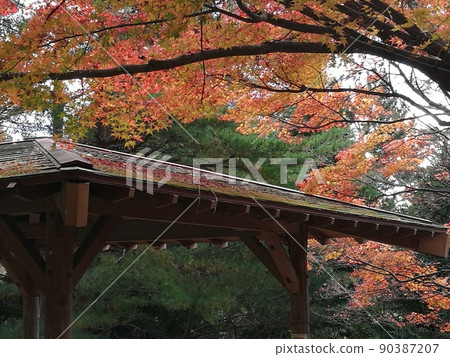 The roof of the eastern house where autumn maple leaves are piled up The roof of the eastern house where autumn maple leaves are piled up 90387207