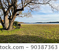 Park at dawn 90387363