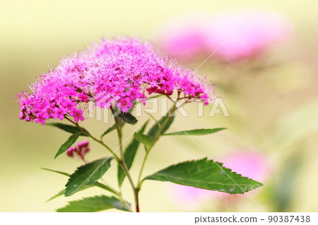 初夏時節，公園裡盛開著可愛的繡線菊粉紅色花朵 90387438