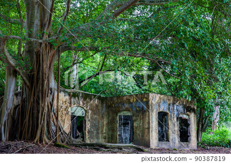 Remains of the destroyed houses of the Armero Town covered by trees and nature after 37 years of the tragedy caused by the Nevado del Ruiz Volcano in 1985 90387819