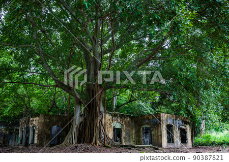 Remains of the destroyed houses of the Armero Town covered by trees and nature after 37 years of the tragedy caused by the Nevado del Ruiz Volcano in 1985 90387821