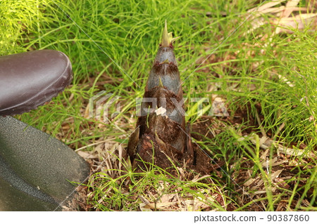 Bamboo shoot moat Bamboo shoot moat 90387860