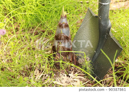 Dig bamboo shoots with a shovel Dig bamboo shoots with a shovel 90387861