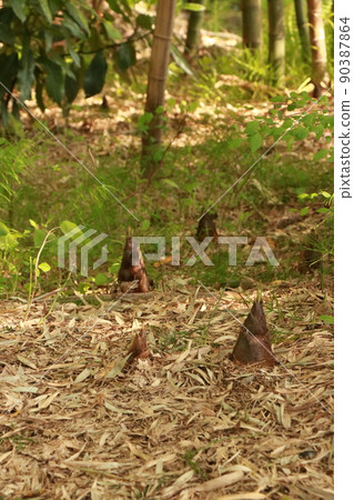 Bamboo shoots that grew a lot Bamboo shoots that grew a lot 90387864