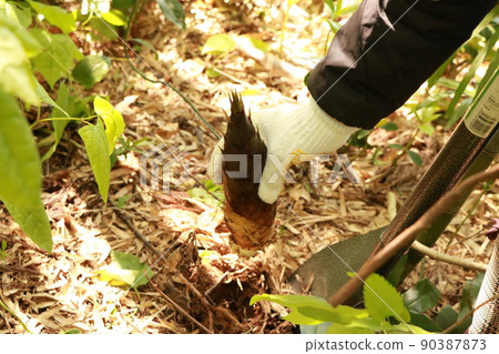 Bamboo shoots harvest 90387873