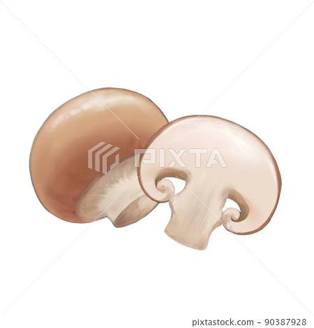 棕色蘑菇的逼真插圖素材 棕色蘑菇的逼真插圖素材 90387928