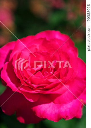 Roses 90388028