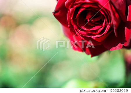 Roses 90388029