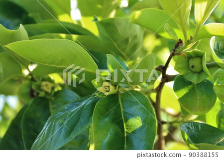 Fuyu persimmon flower Fuyu persimmon flower 90388155