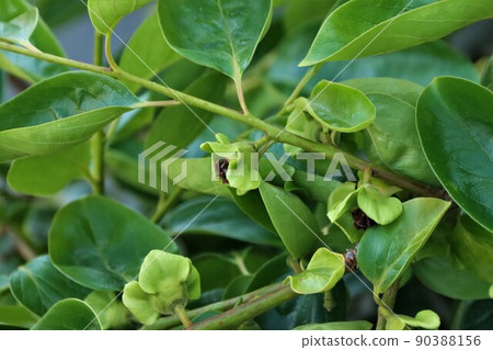 Fuyu persimmon that bears fruit 90388156