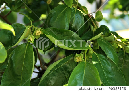Fuyu persimmon flower Fuyu persimmon flower 90388158