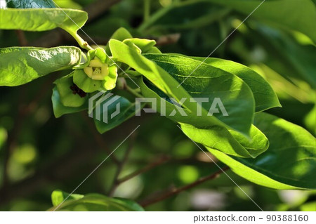 Fuyu persimmon flower Fuyu persimmon flower 90388160