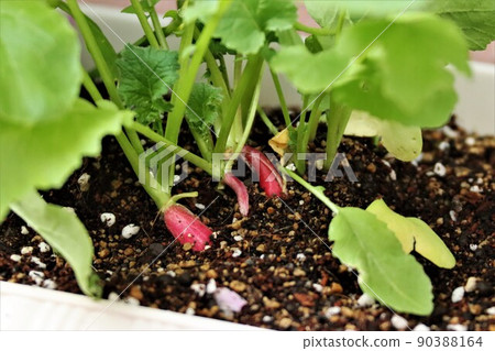 蘿蔔生長在播種機 90388164