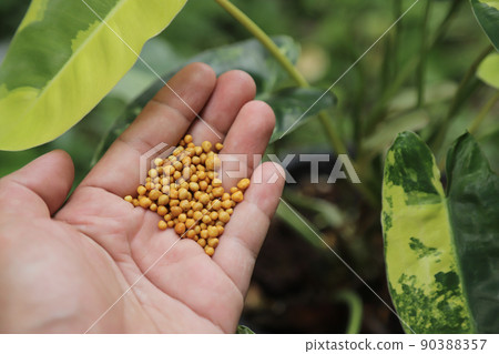 gardener hand giving fertilizer for plant in farm for growing in time. selective focus. 90388357