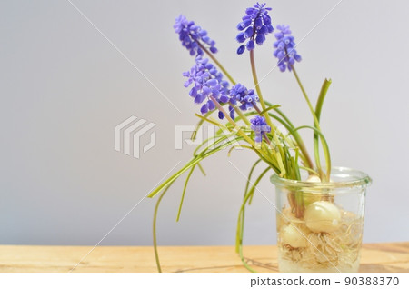 Arrangement of purple muscari with bulbs 90388370