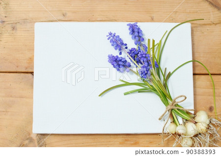 Purple Muscari bouquet and canvas with bulbs 90388393