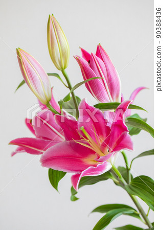 粉色百合大花 Chudakarana 東方百合垂直位置 90388436
