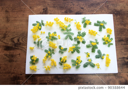 Pressed flowers from now on Mimosa ... 90388644