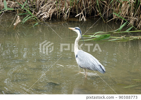 heron, bird 90388773