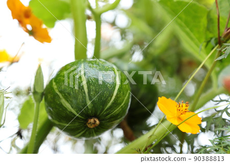 南瓜特寫鏡頭 南瓜特寫鏡頭 90388813