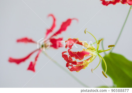 Gloriosa cut flowers, mysterious shape, horizontal position Gloriosa cut flowers, mysterious shape, horizontal position 90388877