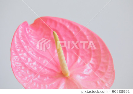 Pink anthurium love luck up Pink anthurium love luck up 90388991