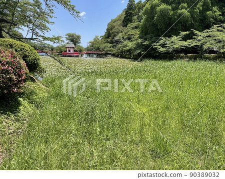 Grass field Grass field 90389032