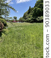 Grass field 90389033