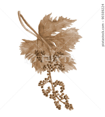 葡萄花蕾帶葉子棕褐色調【手繪水彩】白色背景透明背景 90389224