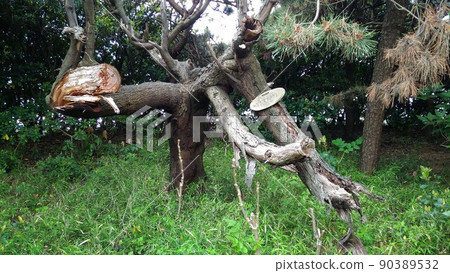 A large tree of Morishima acacia that has died on the side road of the Kemigawahama prefectural road 90389532