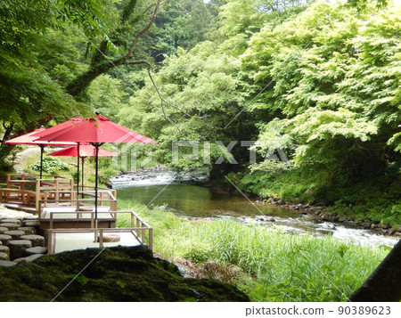 在深林中俯瞰清澈溪流的河床 | 石川縣加賀市山中溫泉角泉溪 90389623