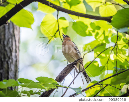 Common chaffinch, Fringilla coelebs, sits on a branch in spring on green background. Common chaffinch in wildlife. Common chaffinch, Fringilla coelebs, sits on a branch in spring on green background. Common chaffinch in wildlife. 90389936